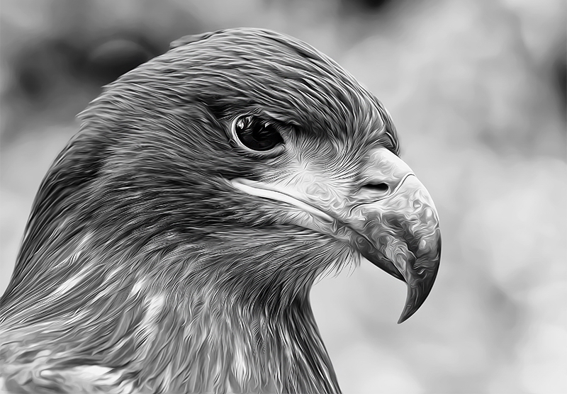 Falknerei Berg Land Tiere D34_9946 als Smartobjekt-1 als Smartobjekt-1 Kopie.jpg